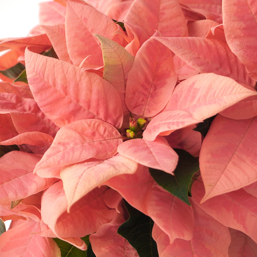【お歳暮・クリスマス】コーラルピンクのポインセチアの鉢植え