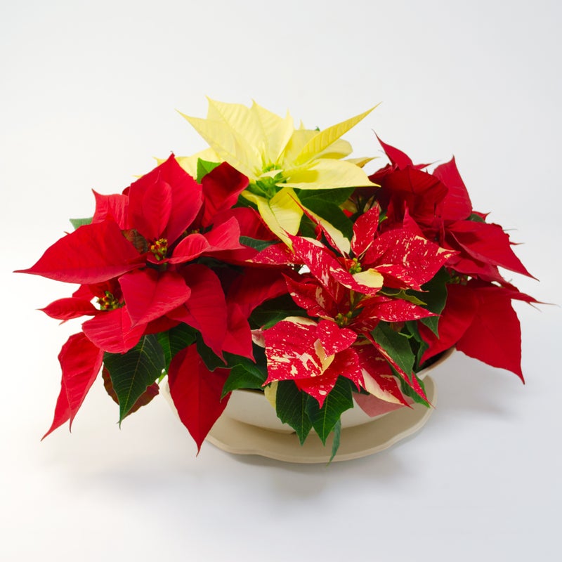 【お歳暮・クリスマス】テーブルサイズの3色のポインセチアの鉢植え