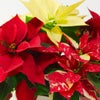 【お歳暮・クリスマス】テーブルサイズの3色のポインセチアの鉢植え