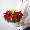 【お歳暮・クリスマス】テーブルサイズの3色のポインセチアの鉢植え
