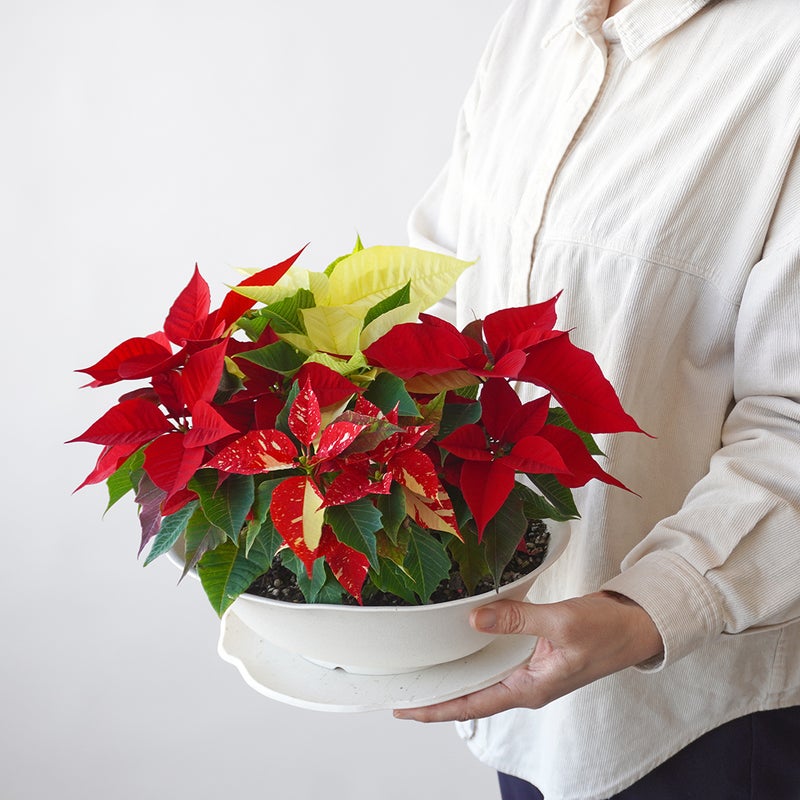 【お歳暮・クリスマス】テーブルサイズの3色のポインセチアの鉢植え
