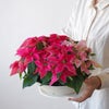 【お歳暮・クリスマス】ピンクのグラデーションのプリンセチアの鉢植え
