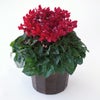 【お歳暮】深みのある赤いシクラメンの鉢植え