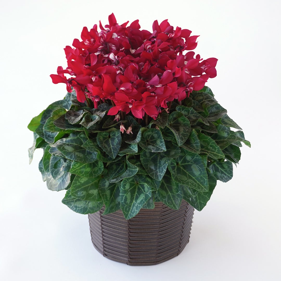 【お歳暮】深みのある赤いシクラメンの鉢植え