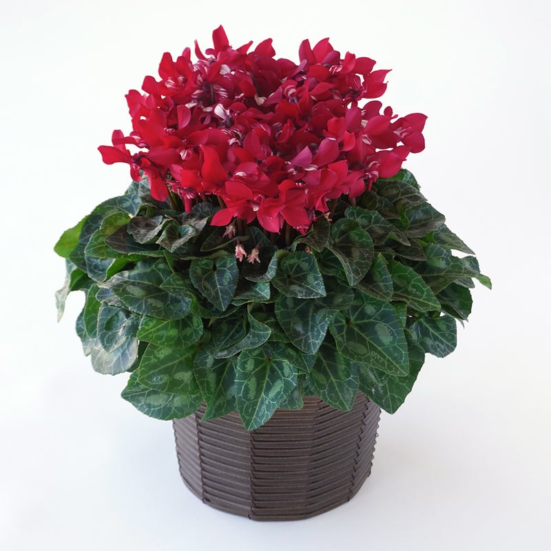 【お歳暮】深みのある赤いシクラメンの鉢植え