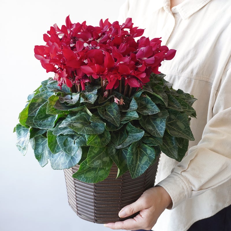 【お歳暮】深みのある赤いシクラメンの鉢植え