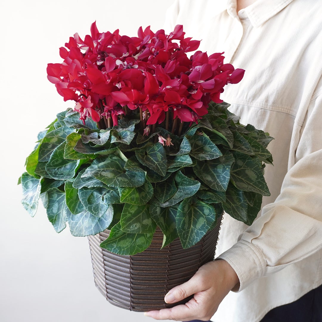【お歳暮】深みのある赤いシクラメンの鉢植え