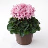 【お歳暮】淡いピンクのシクラメンの鉢植え