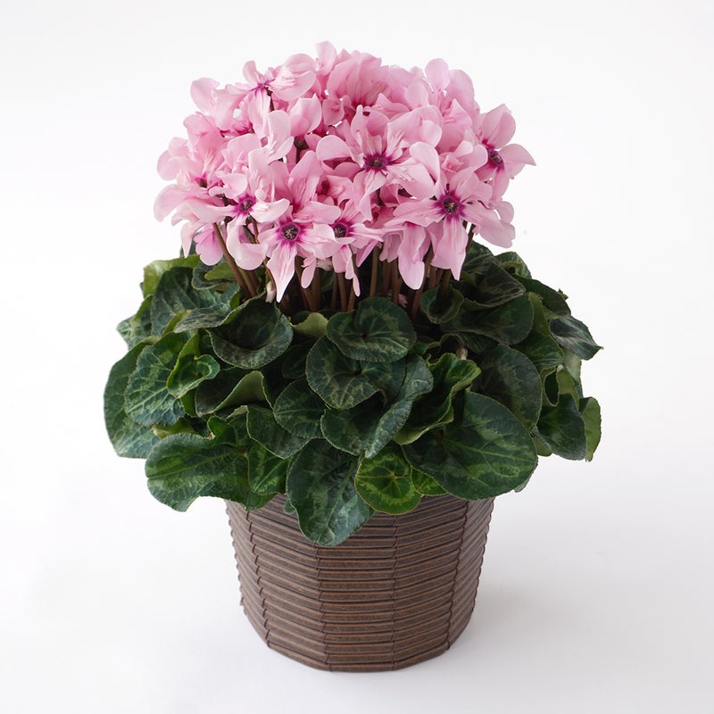 【お歳暮】淡いピンクのシクラメンの鉢植え