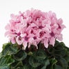【お歳暮】淡いピンクのシクラメンの鉢植え