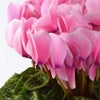 【お歳暮】ピンクのシクラメンの鉢植え（5号鉢）