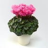 【お歳暮】ピンクのシクラメンの鉢植え（8号鉢）