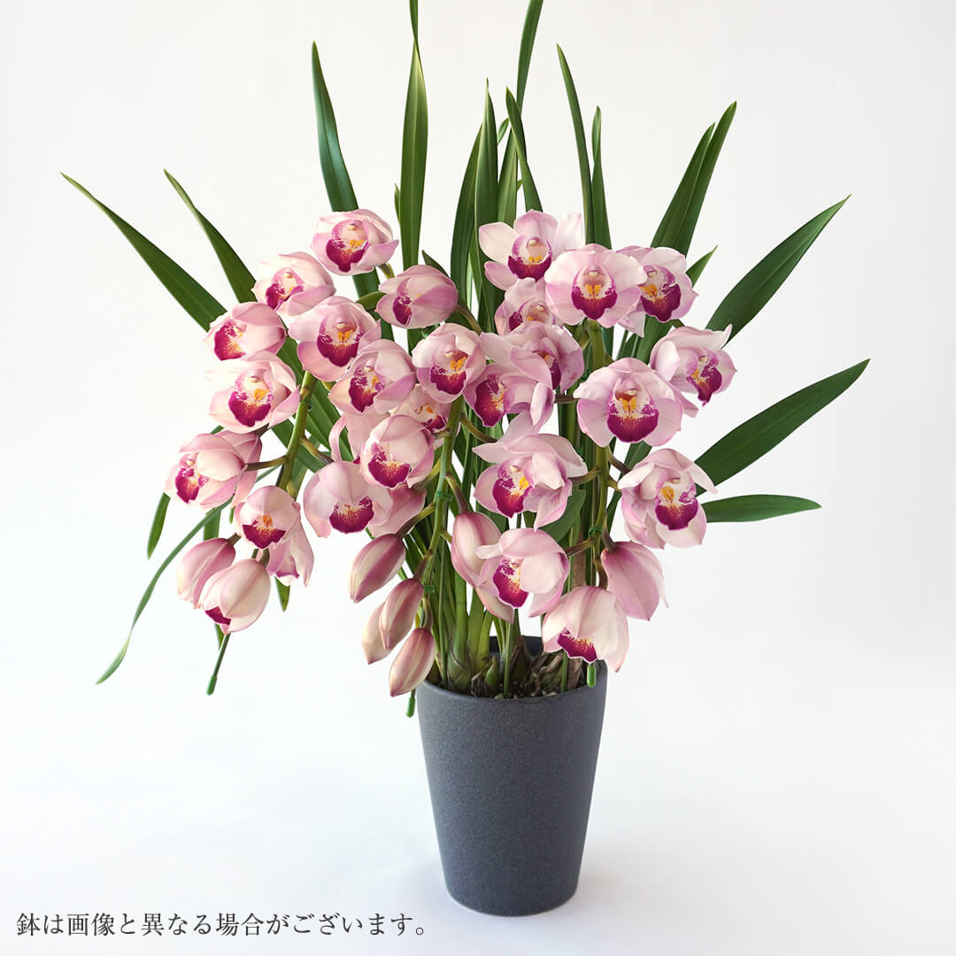 【お歳暮・お年賀】シンビジューム（アーチ型・ピンク・3本立）