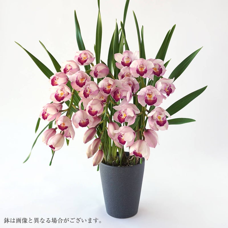 【お歳暮・お年賀】シンビジューム（アーチ型・ピンク・3本立）