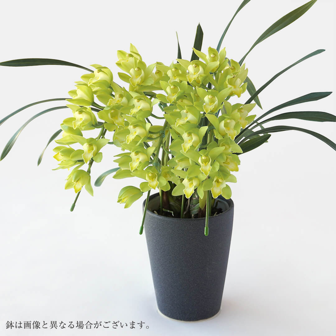 【お歳暮・お年賀】 シンビジューム（アーチ型・グリーン・3本立）