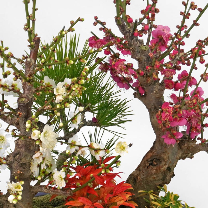 【お正月・お年賀】紅白梅盆栽（大）