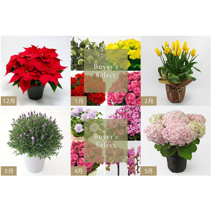 花のある暮らし 毎月届く鉢植えの花