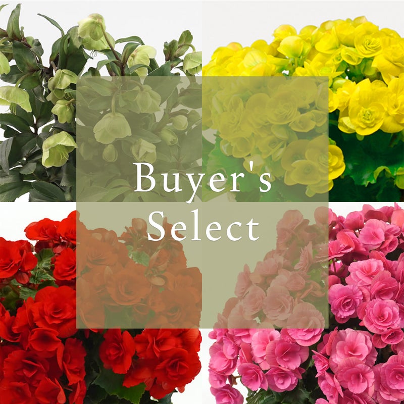 花のある暮らし 毎月届く鉢植えの花 1月： バイヤーズセレクト