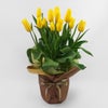 花のある暮らし 毎月届く鉢植えの花 2月：黄色のチューリップのの鉢植え
