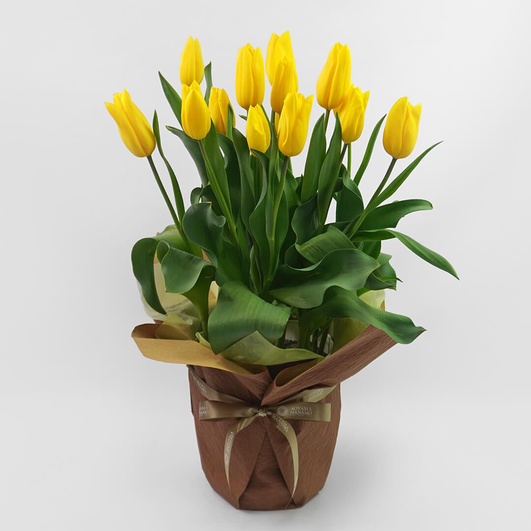 花のある暮らし 毎月届く鉢植えの花 2月：黄色のチューリップのの鉢植え