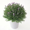 花のある暮らし 毎月届く鉢植えの花 3月：淡い紫のラベンダーの鉢植え