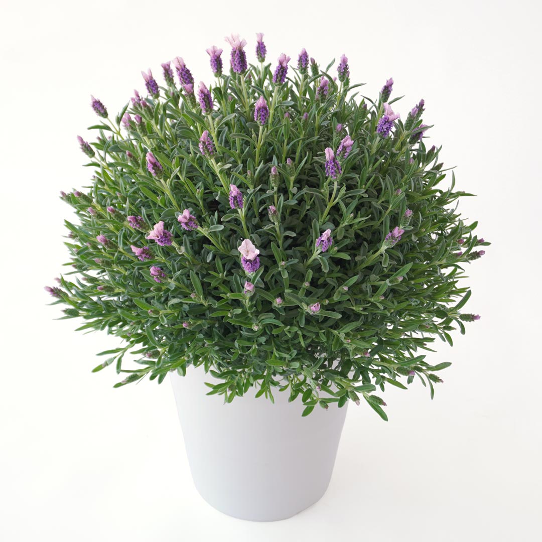 花のある暮らし 毎月届く鉢植えの花 3月：淡い紫のラベンダーの鉢植え