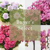 花のある暮らし 毎月届く鉢植えの花 4月： バイヤーズセレクト