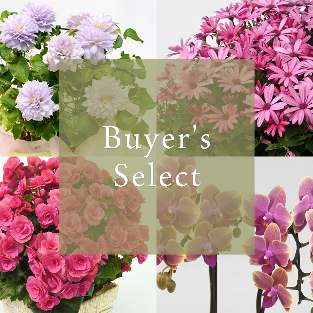 花のある暮らし 毎月届く鉢植えの花 4月： バイヤーズセレクト