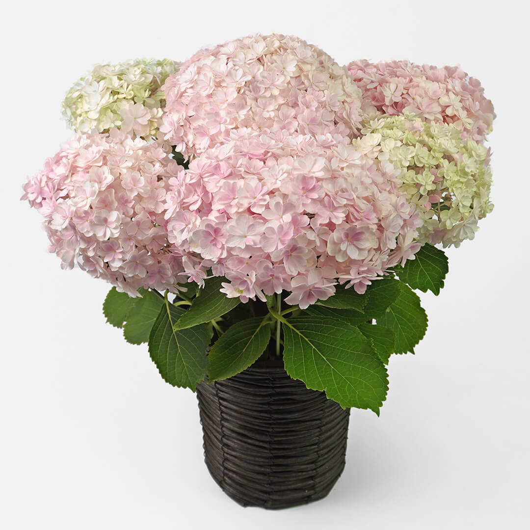 花のある暮らし 毎月届く鉢植えの花 5月：淡いピンクとグリーンのハイドランジアの鉢植え